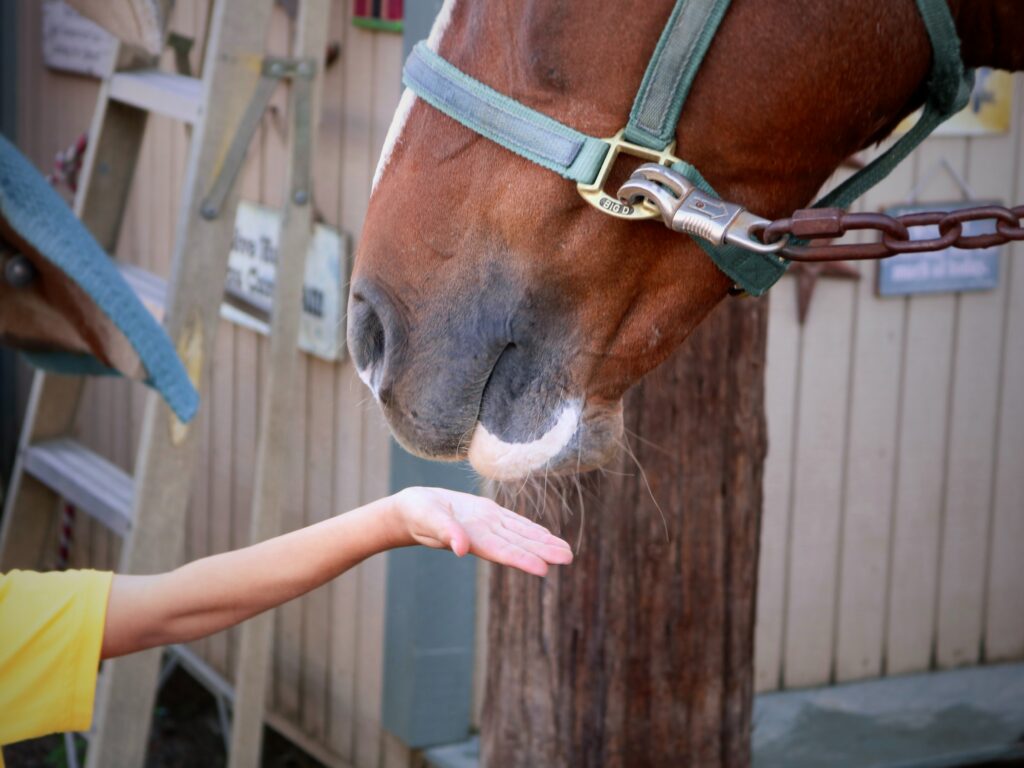 Feeding a horse treats