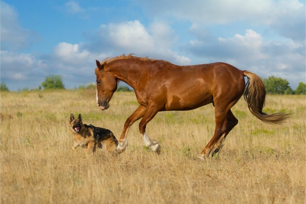 German shepard dog and a horse