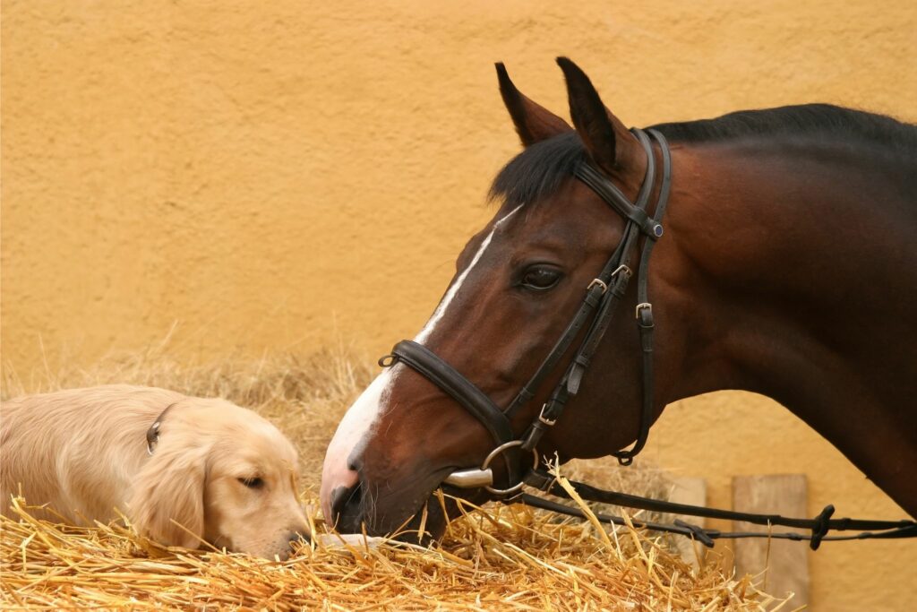 Golden retriever pup and horse
