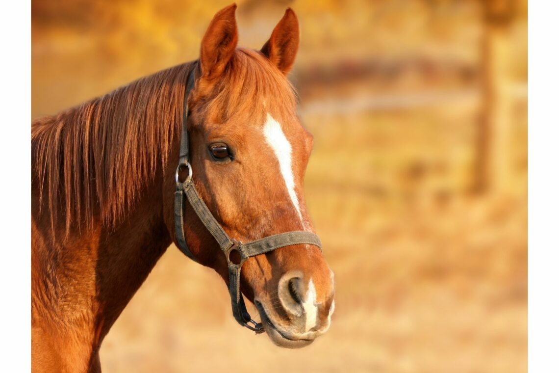 Grade Horse What's it mean & does it matter? Horse Rookie