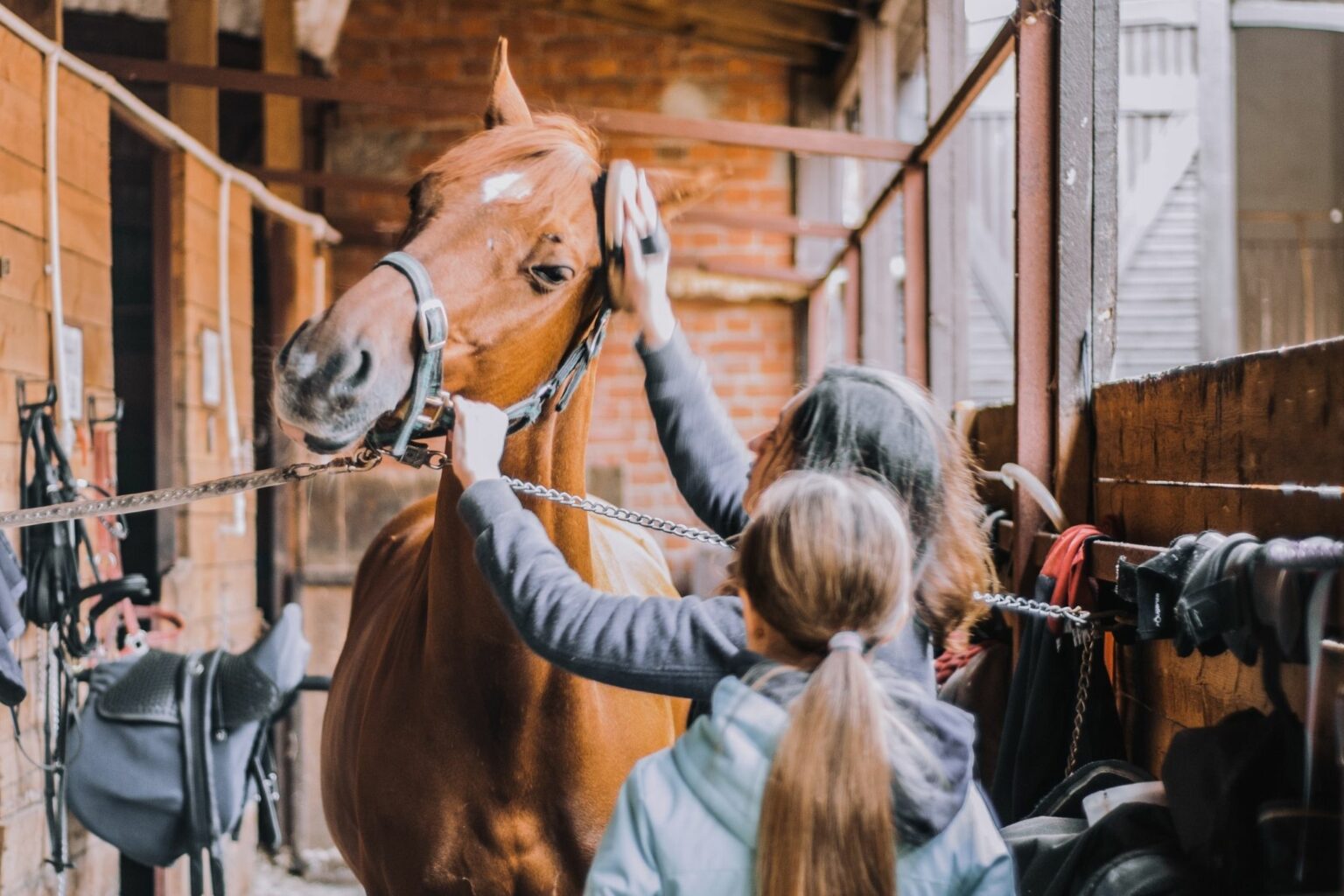 Horse Handling 101 A Helpful Beginner’s Guide