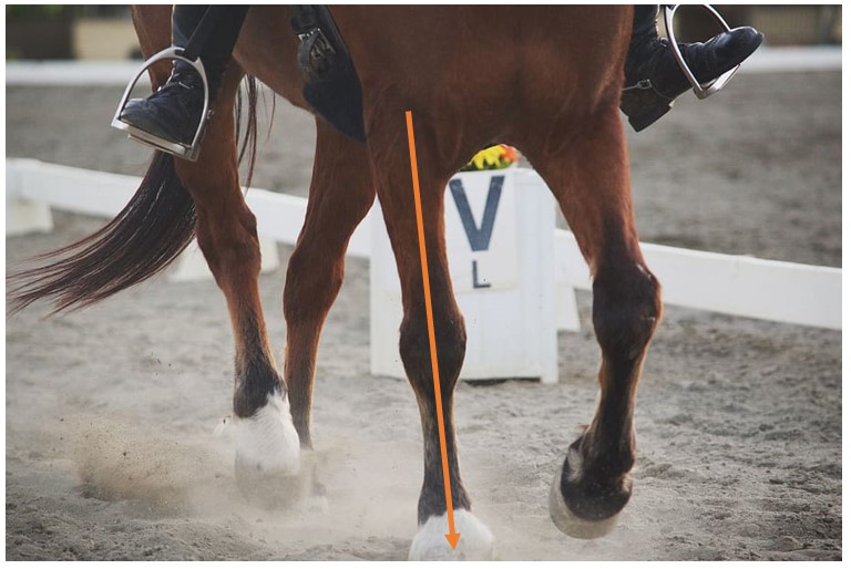 Horse leg conformation