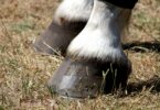 Horse hooves