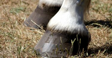 Horse hooves