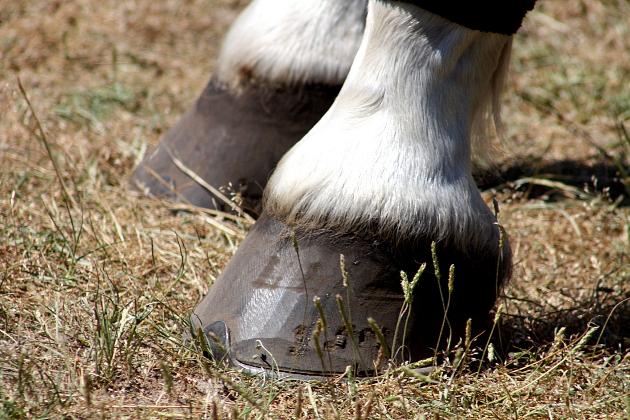 Horse Hoof Terminology Every Equestrian Should Know - Horse Rookie