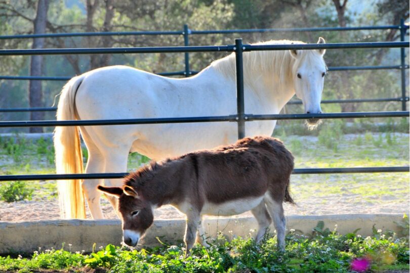 Donkeys and Horses Better Together or Bad Roommates? Horse Rookie