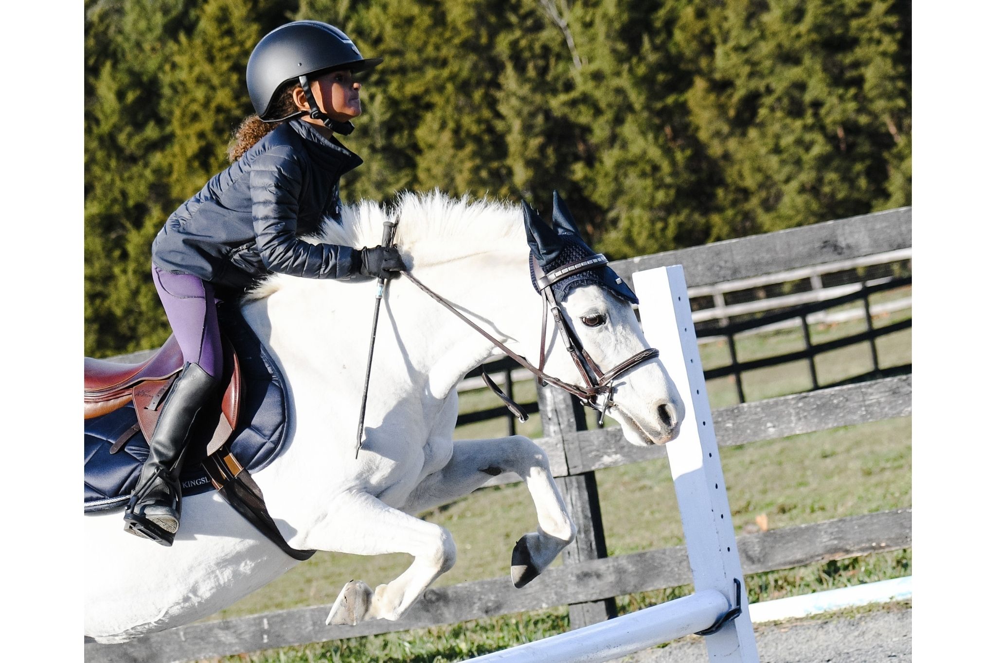 Jump Jargon A Simple Guide to Horse Jumping Terms