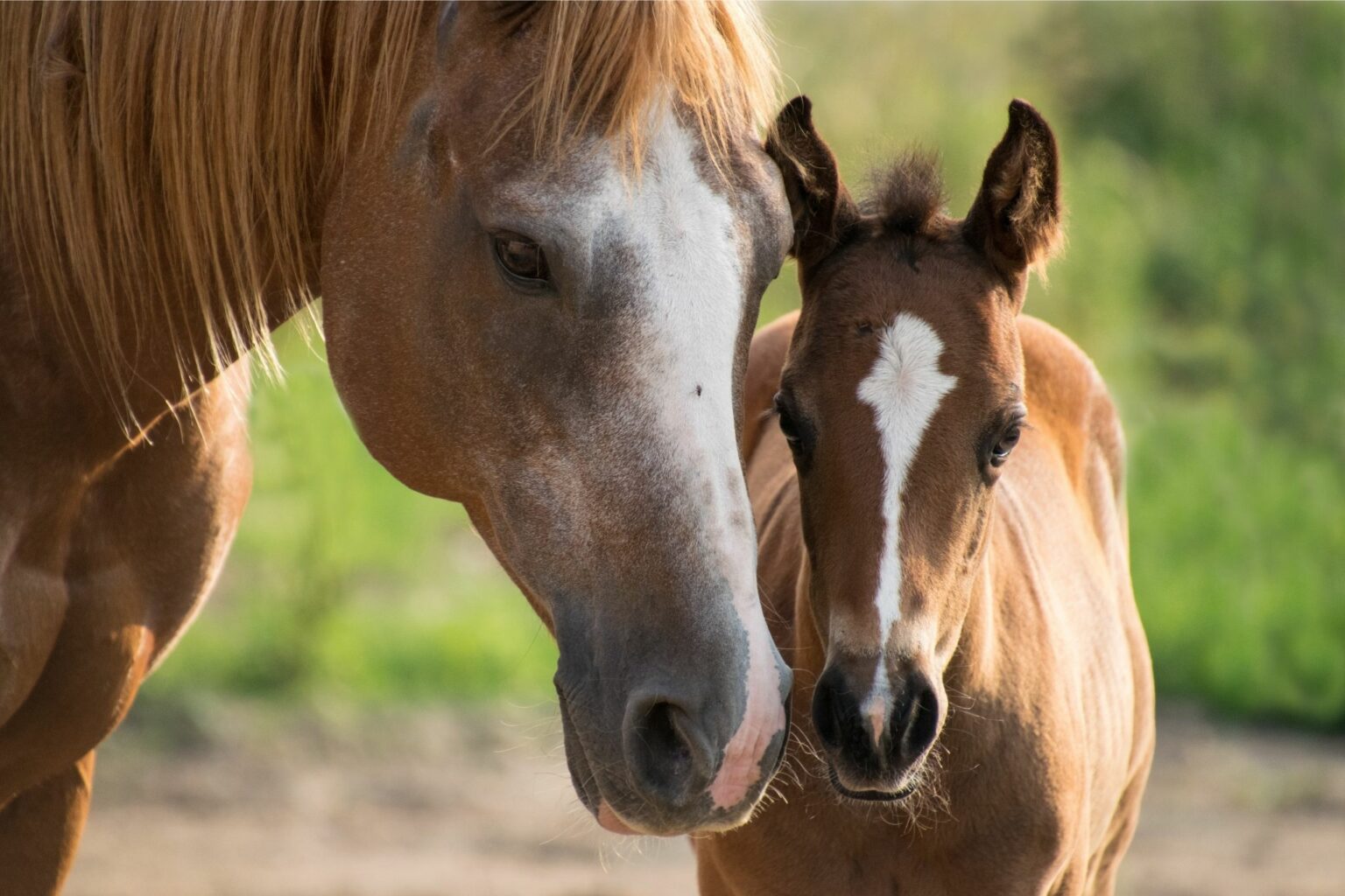 What to Expect When Your Mare is Expecting - Horse Rookie