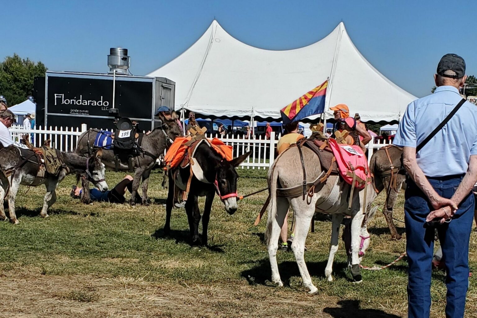 Safety First How Much Can a Donkey Carry?