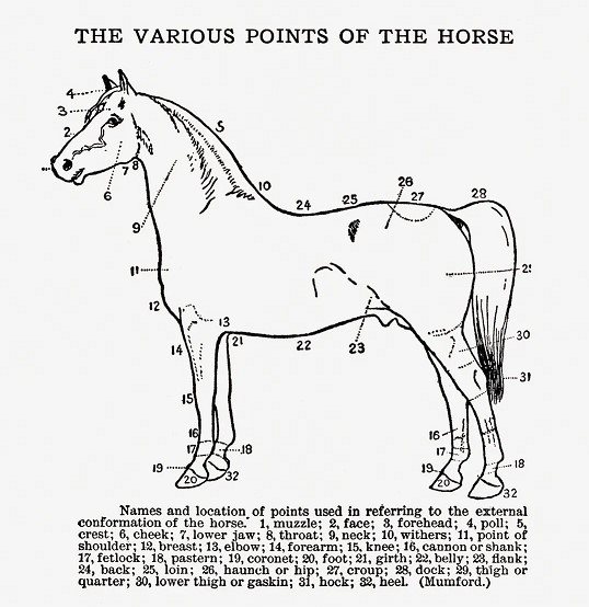 Parts of a horse