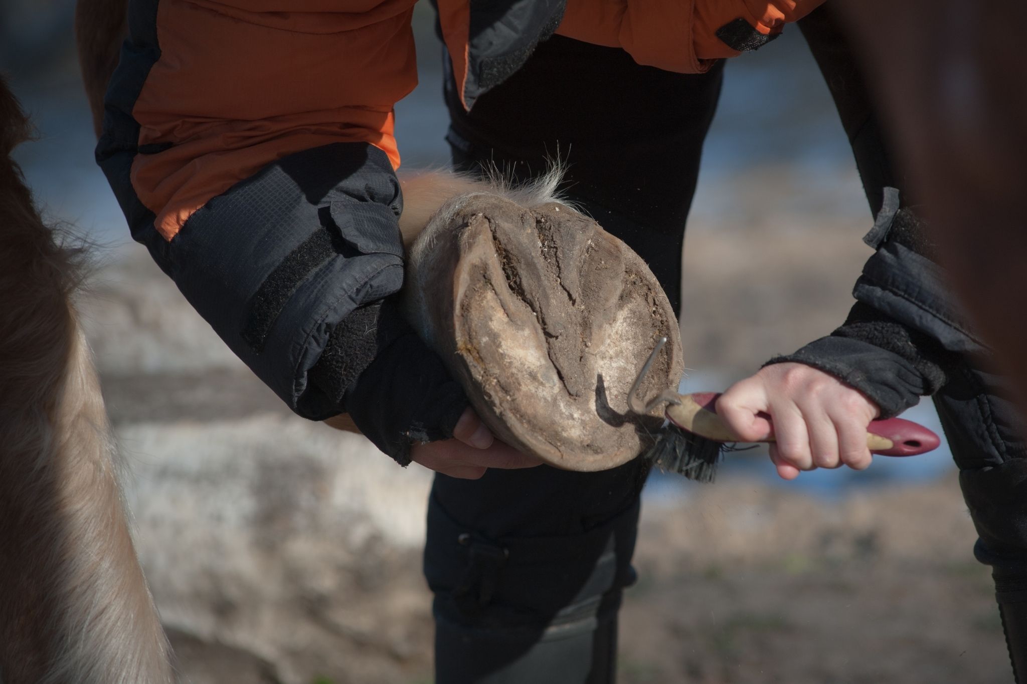 Horse Hoof Terminology Every Equestrian Should Know Horse Rookie