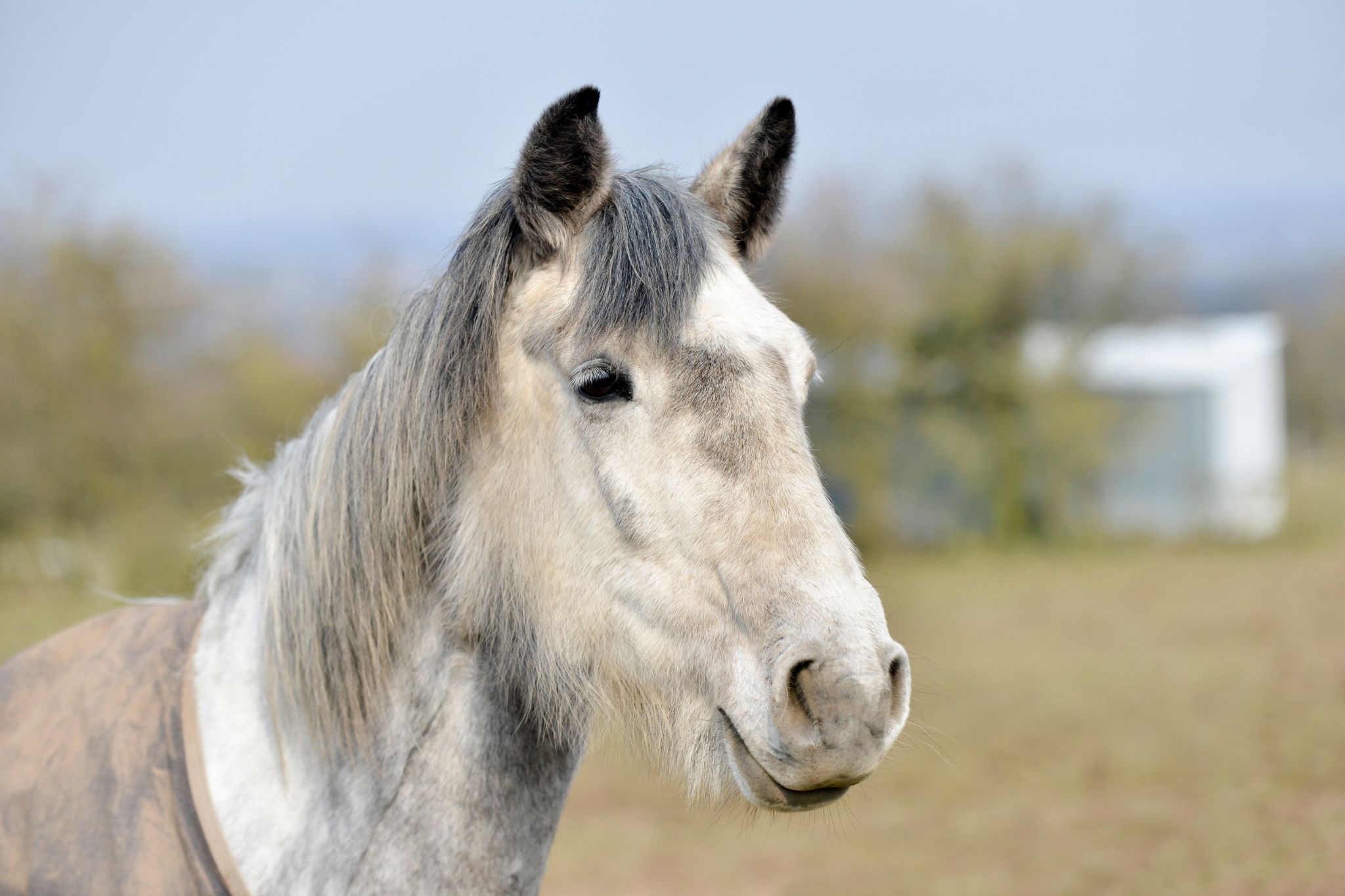 Grade Horse What's it mean & does it matter?