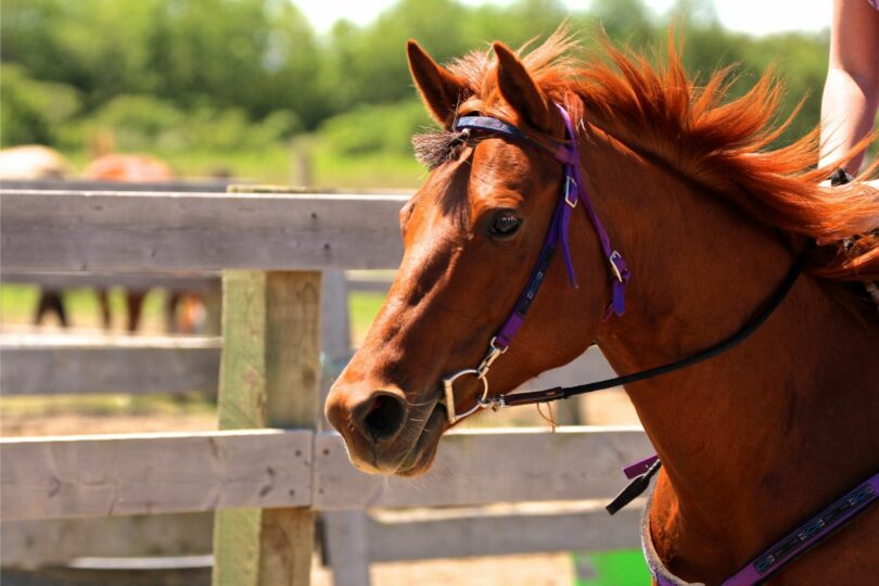 Equine Athlete FAQs How Long Can a Horse Run?