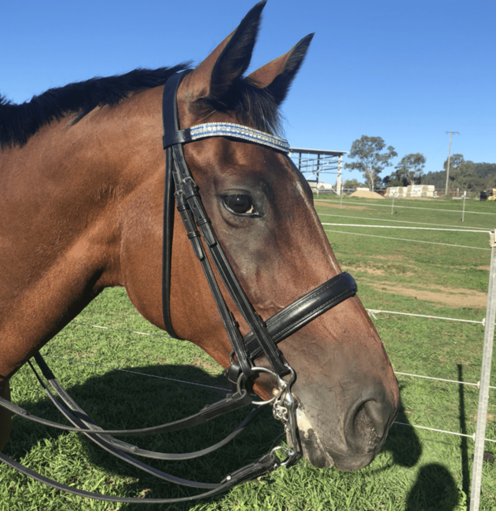 Dressage Tips How to Use a Double Bridle for Beginners Horse Rookie