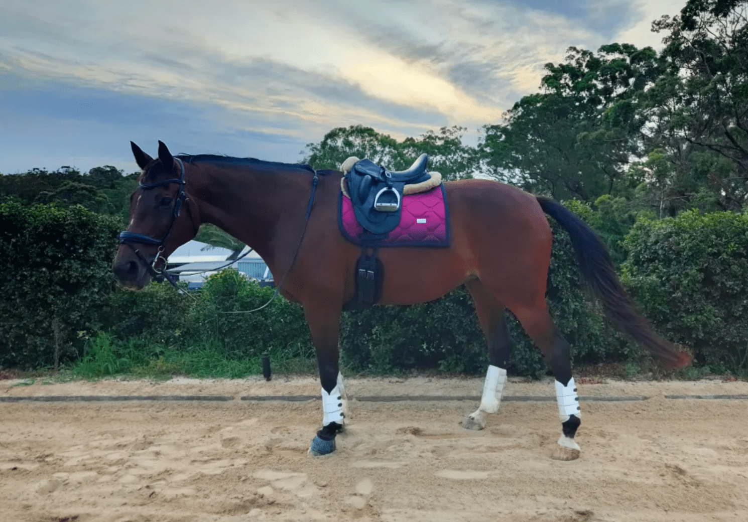 The Problem With Pursuing Perfection - Horse Rookie