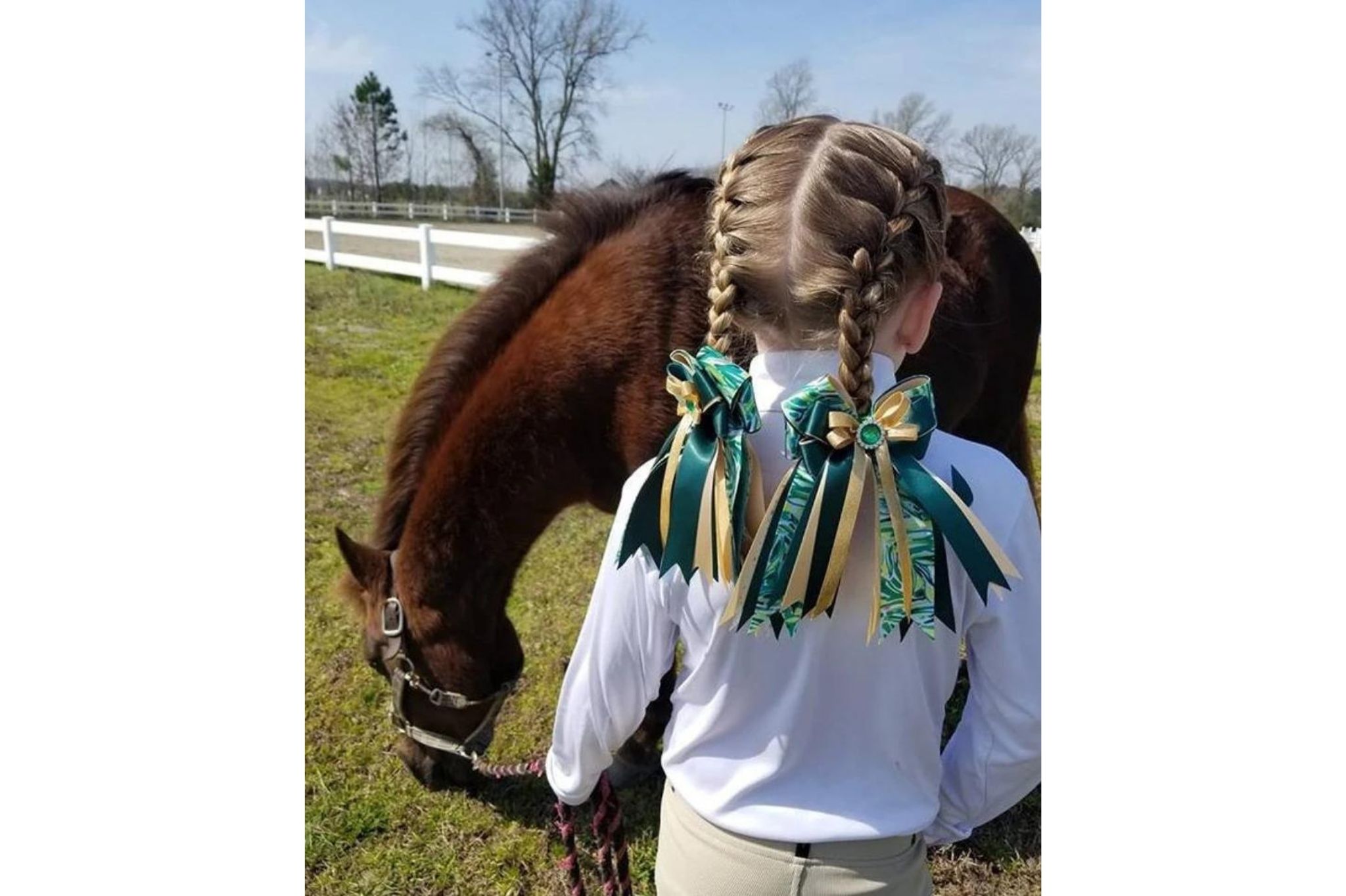 Jump Jargon A Simple Guide to Horse Jumping Terms