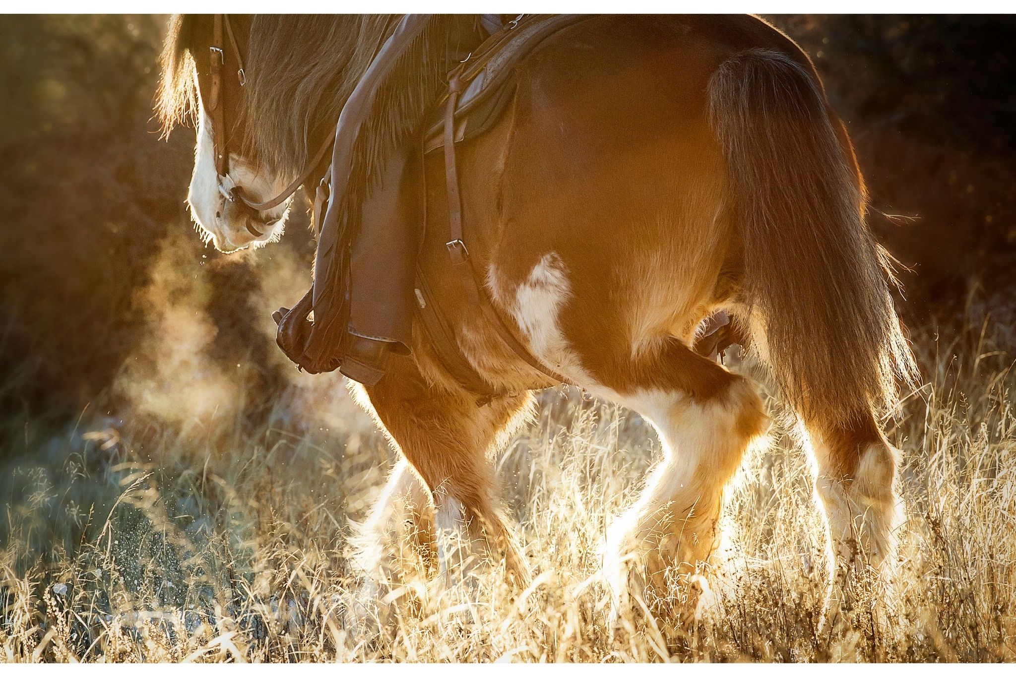 Horses With Hairy Feet? Yep, They're Called Feathers.