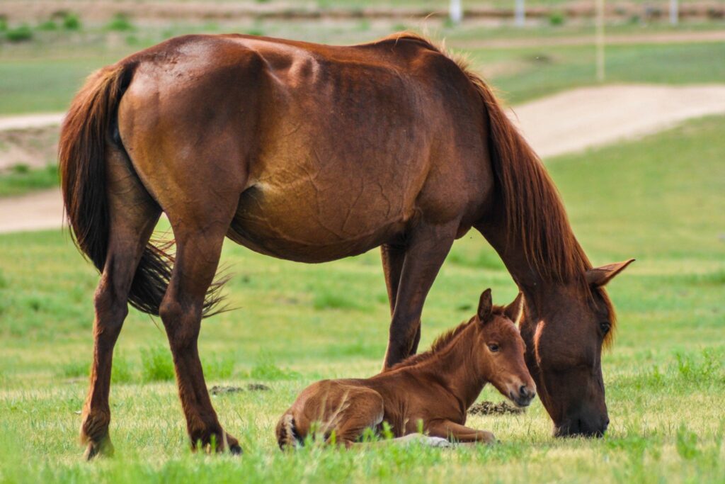 Mare and foal in the field