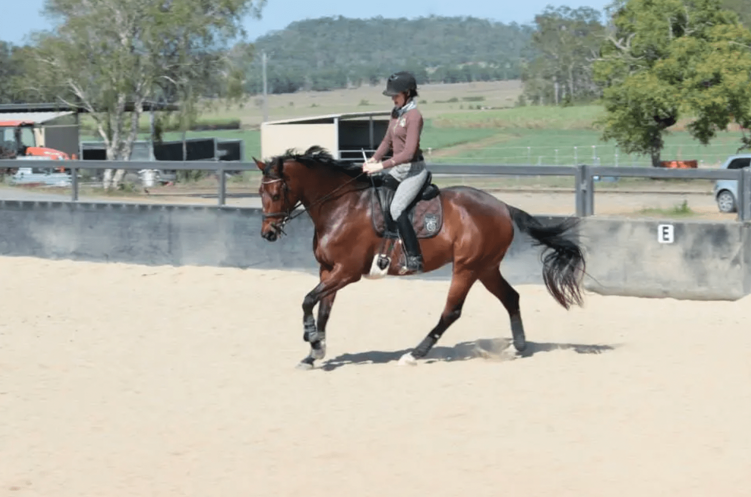 The Year I Fell In Love With Competing - Horse Rookie