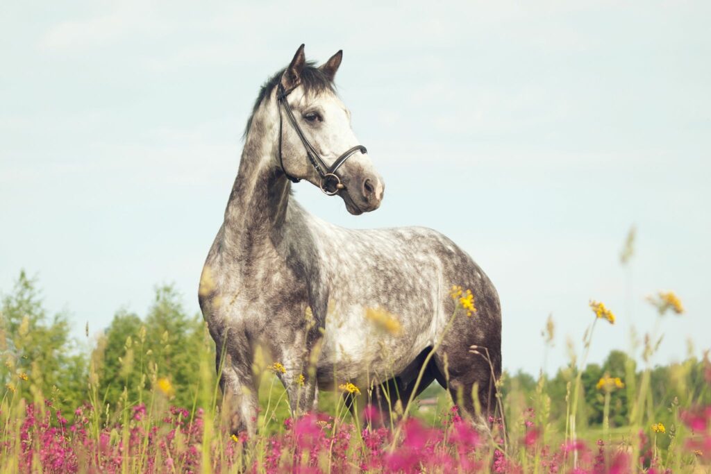 dappled grey horse