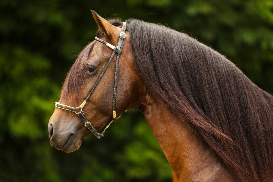 Gaited Horses for Beginners What You Need to Know!