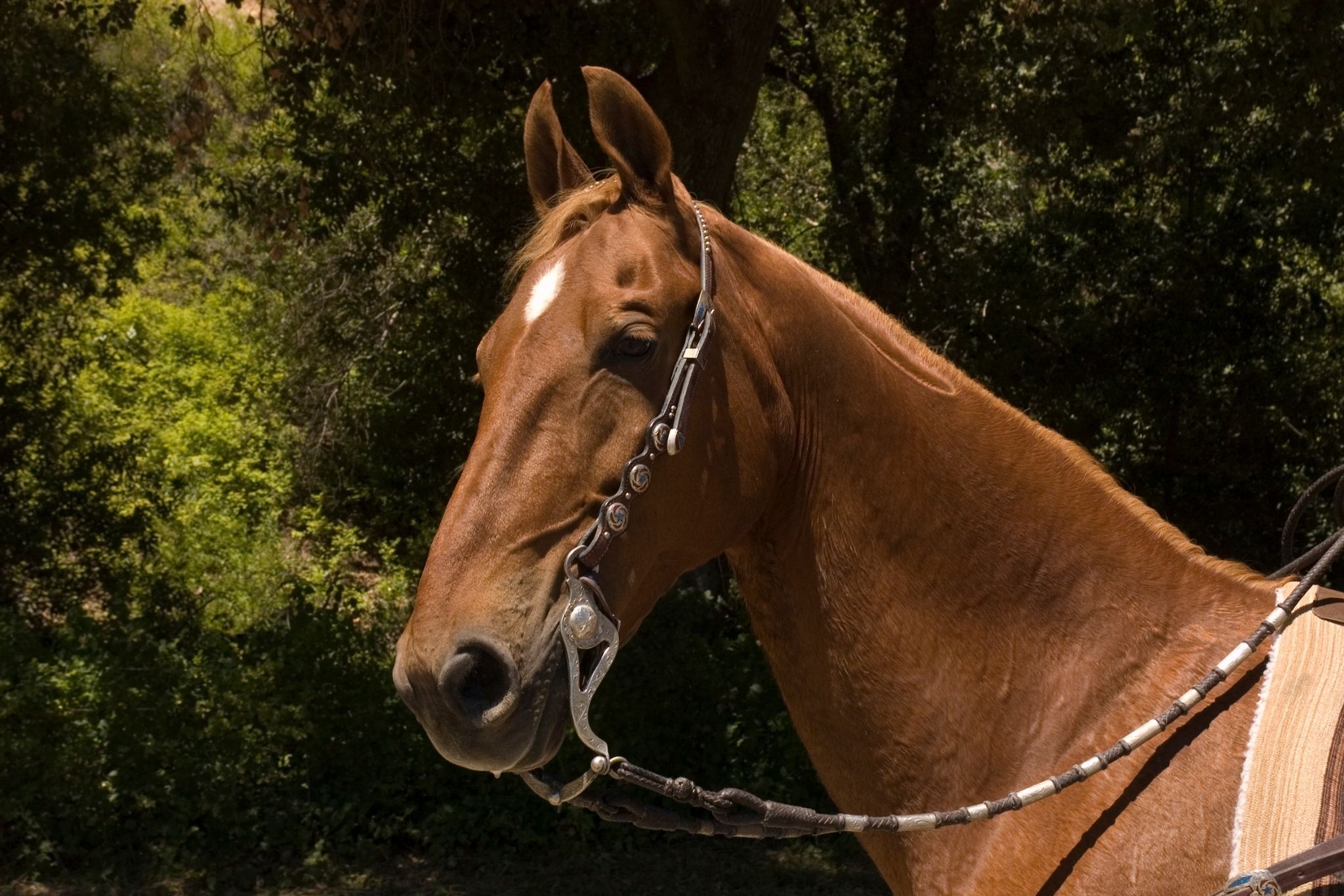 Gaited Horses For Beginners What You Need To Know Horse Rookie