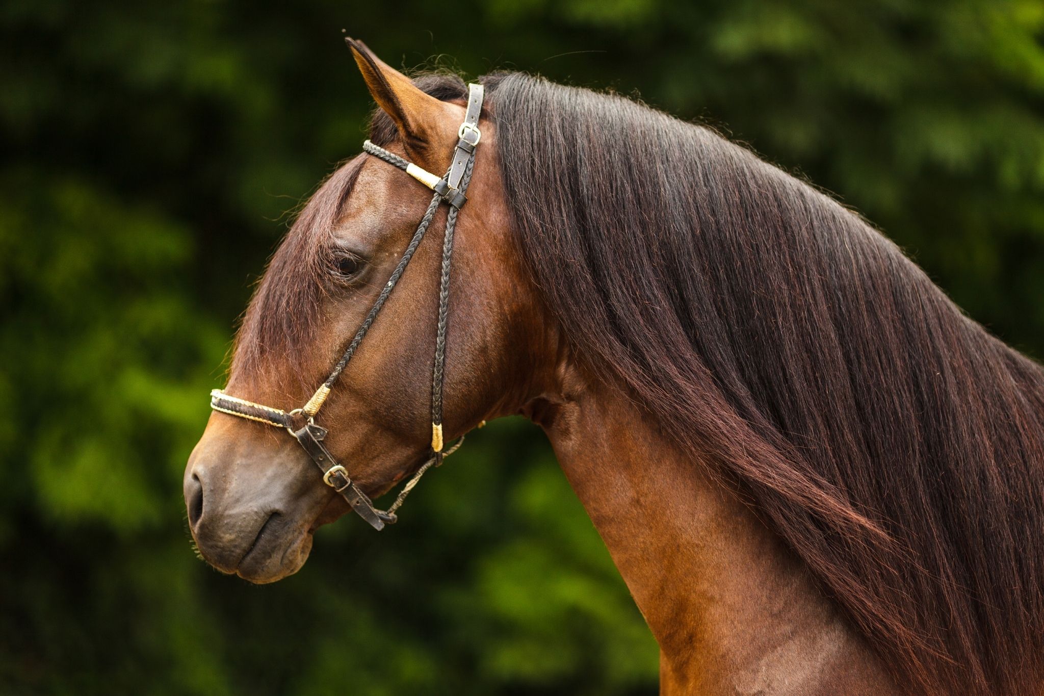 What Does Gaited Mean In Horse at adacschneidero blog