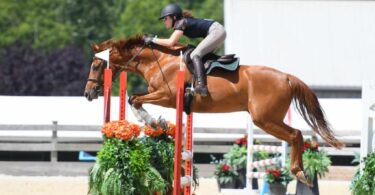 horse jumping position