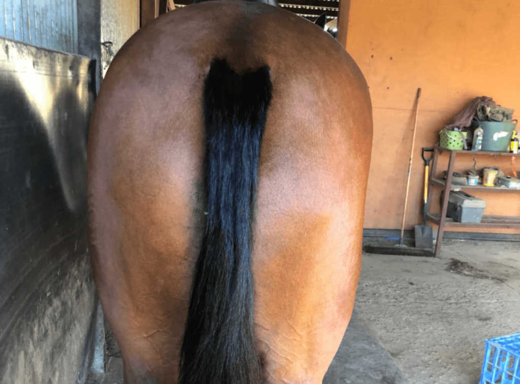 horse tail after