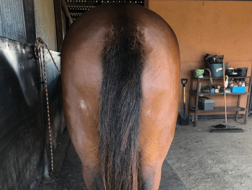horse tail before