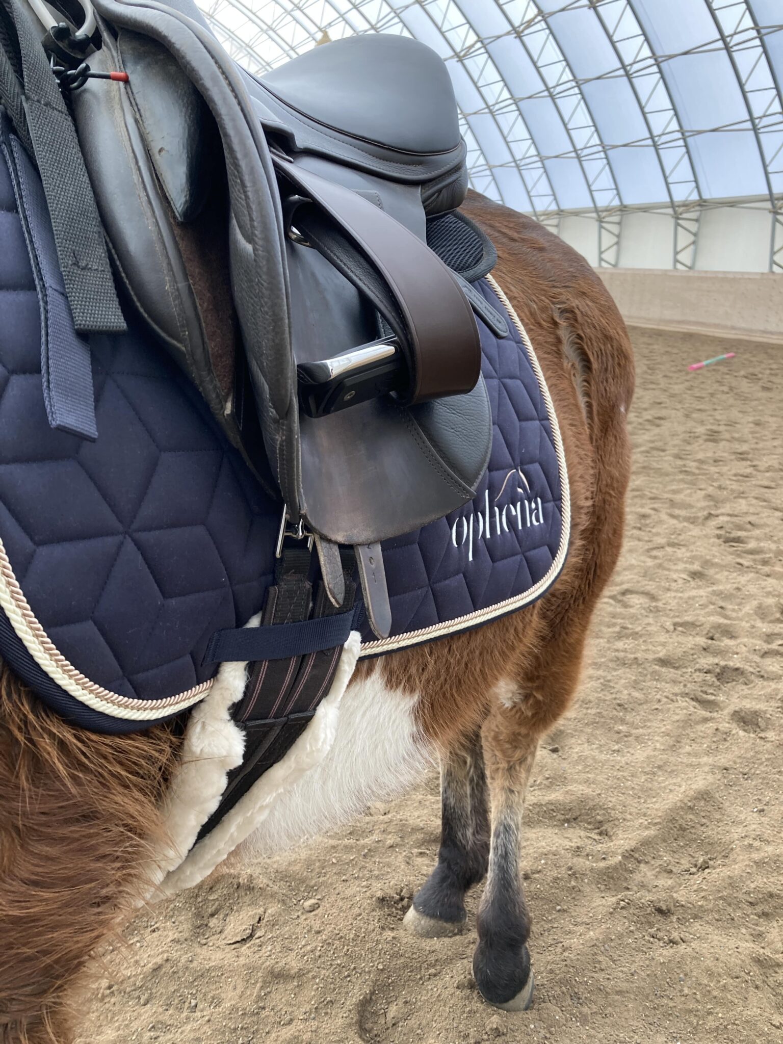 What's the Attraction Ophena Stirrups Review Horse Rookie