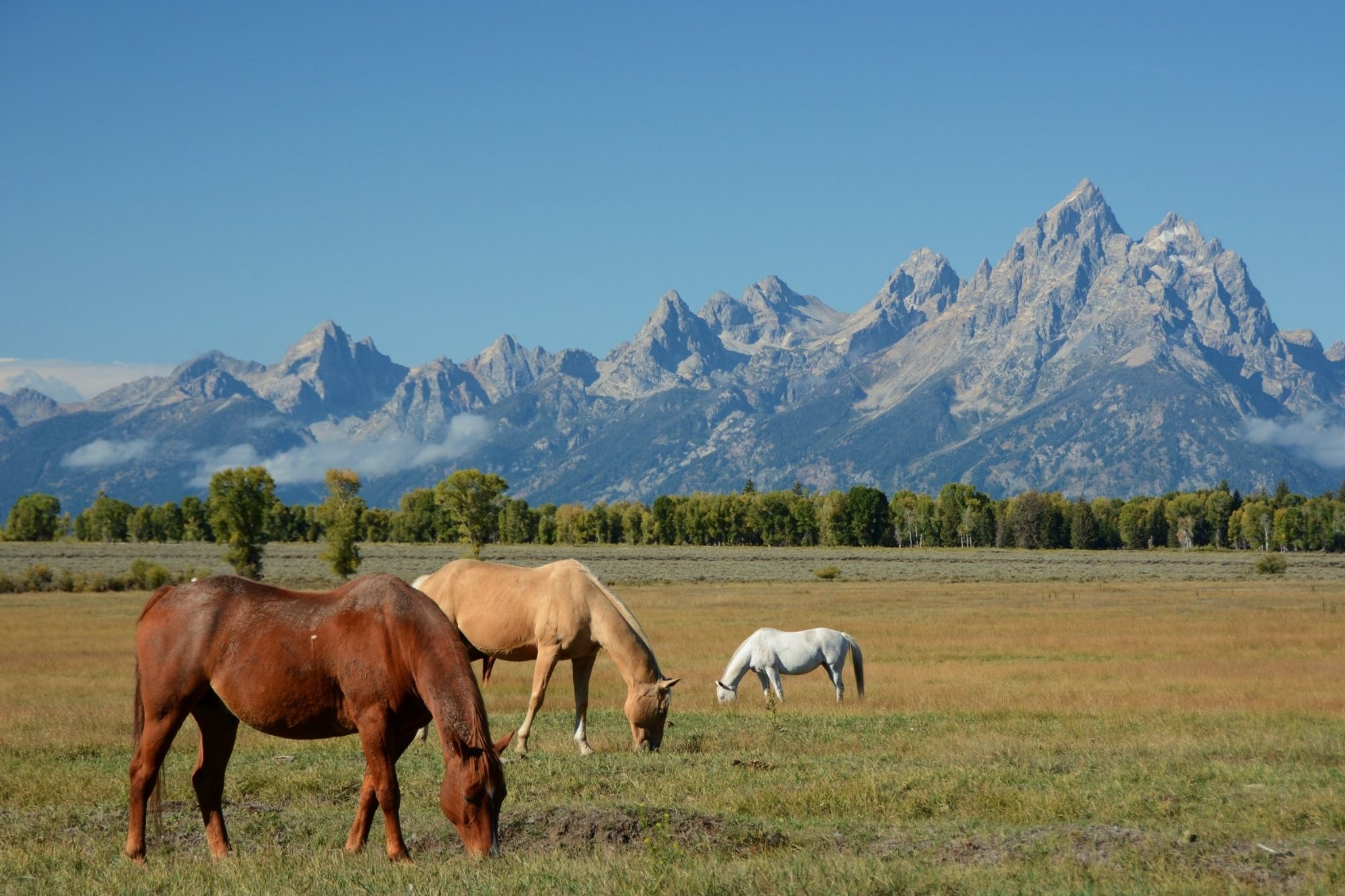 what-to-expect-when-your-mare-is-expecting-horse-rookie