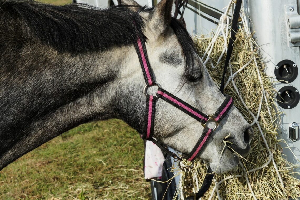 How to Soak Hay for Horses (And Why Bother!)
