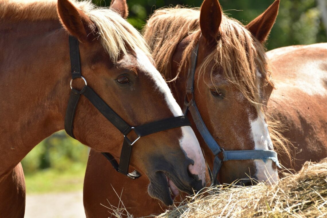 How to Soak Hay for Horses (And Why Bother!) Horse Rookie