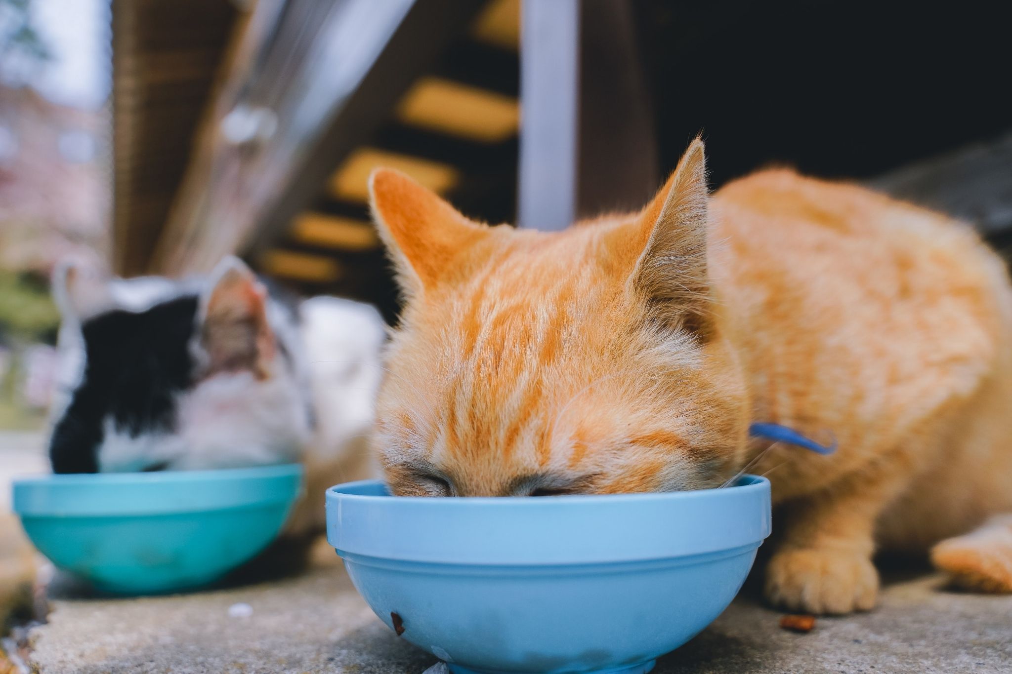 Winterizing Your Barn Cats (Simple Care Tips) Horse Rookie