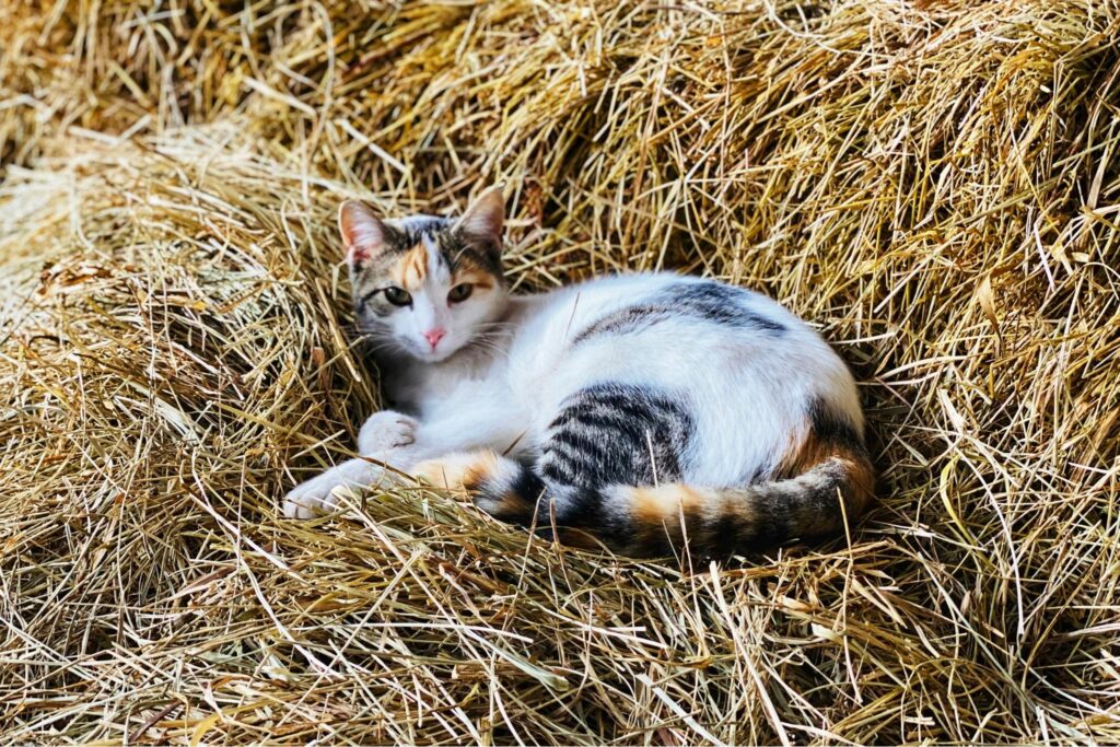 Barn cat in the hay