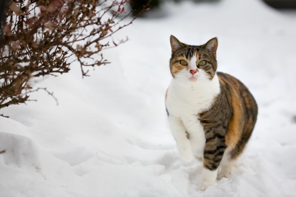 Barn cat in the snow
