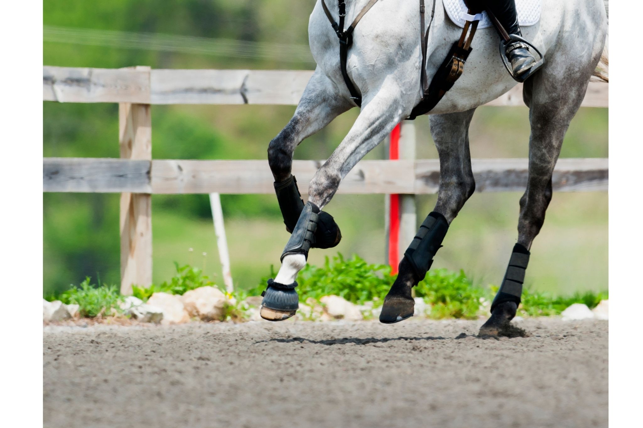 "Is this right?!" How to put bell boots on a horse Horse Rookie