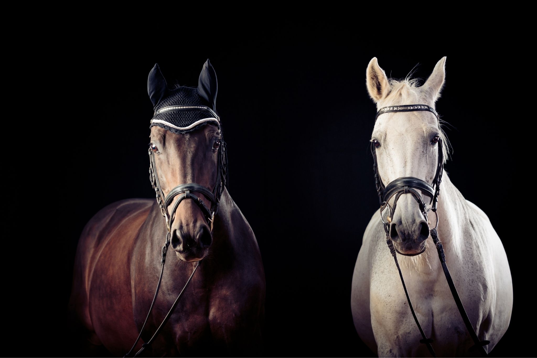 White Horse Equestrian Rimo équitation en cuir véritable concurrence bronzé Bridle 
