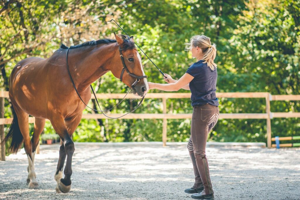 3 Best Bits for Horses with Troubling Tongue Issues Horse Rookie