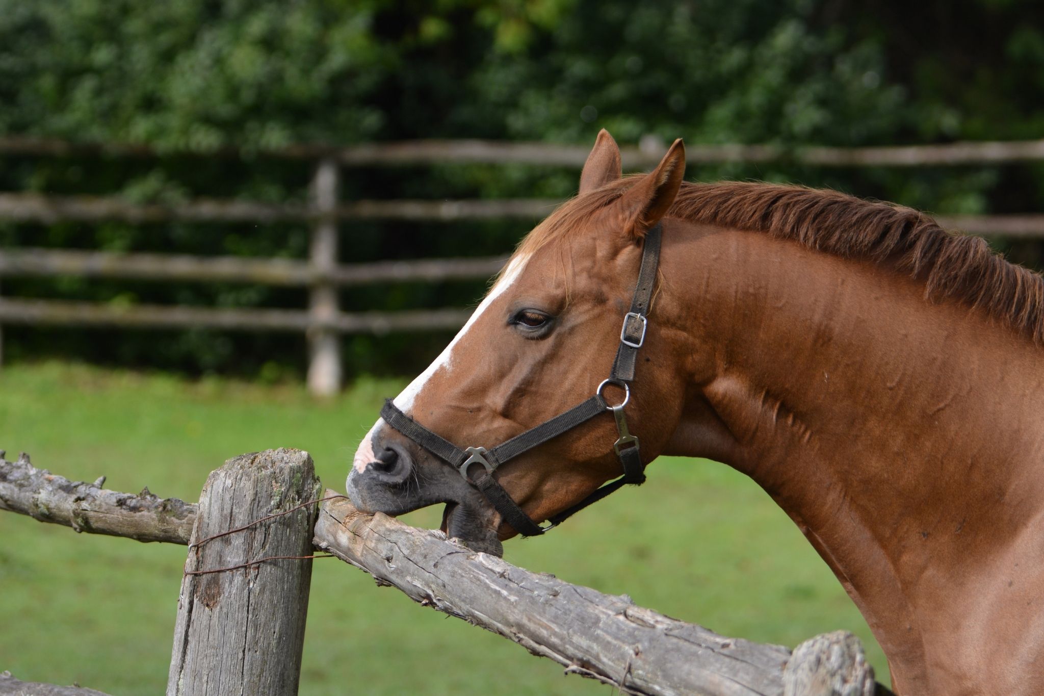 8 Bad Habits & Vices That Turn Dream Horses Into Nightmares Horse Rookie