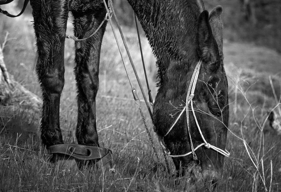Tough-1 Flat Latigo Leather Horse Hobbles Long Horse Tack 52-4335 