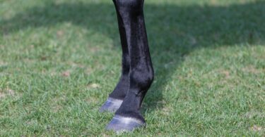 Horse compression socks