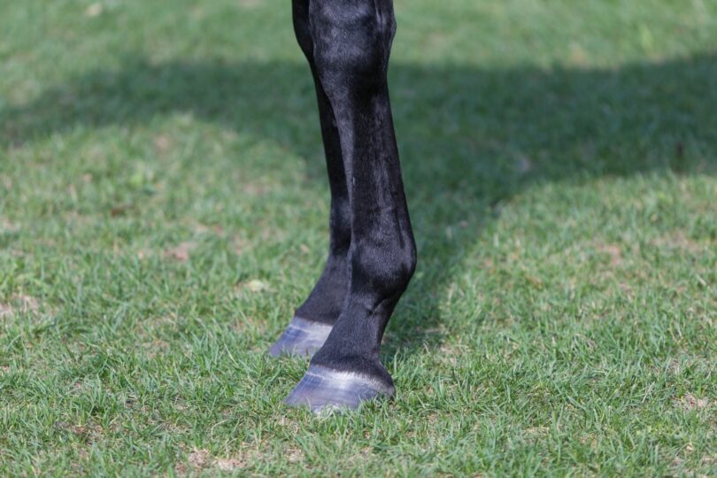 Horse compression socks