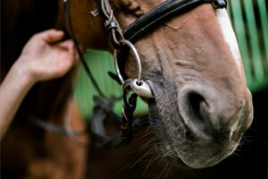 Bit Basics: Terms All Horse Riders Need to Know - Horse Rookie