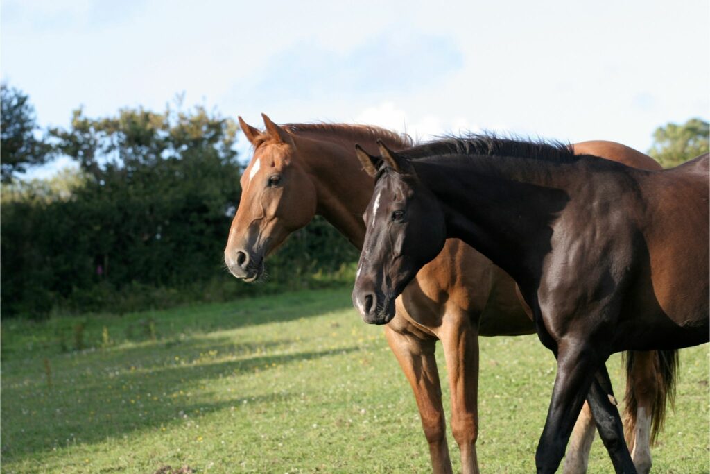 Mission Impossible? How to Afford Two Horses on a Budget - Horse Rookie