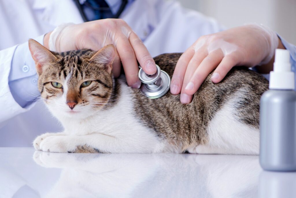 Barn cat and vet care