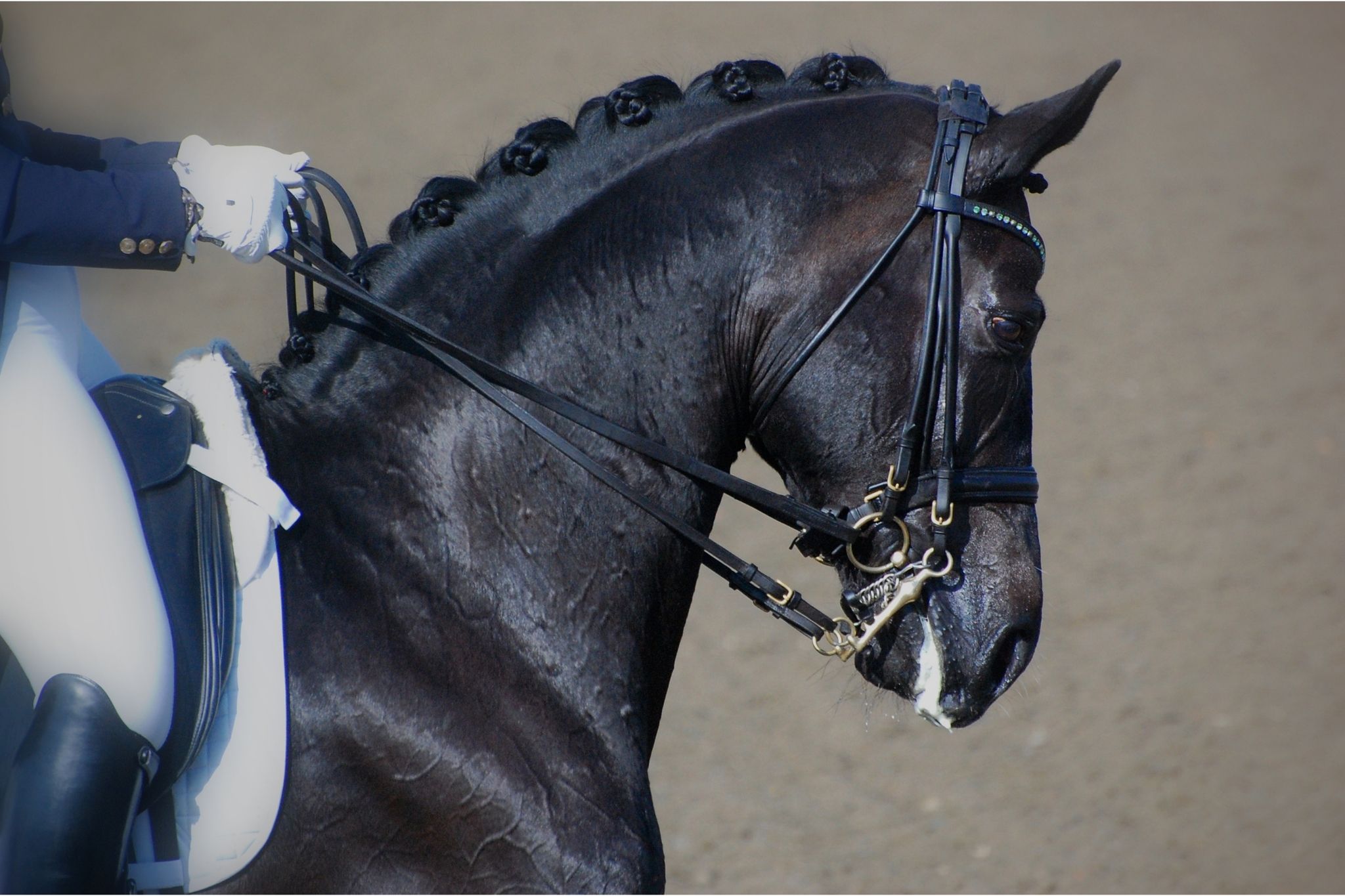 Mane Braiding FAQ Hunter vs. Dressage Braids Horse Rookie