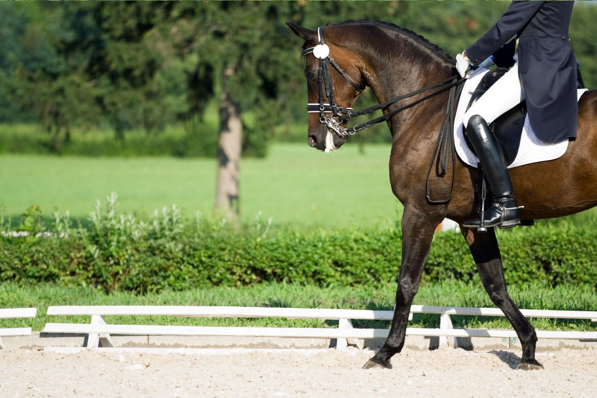 How To Pick Your Perfect Dressage Horse Horse Rookie