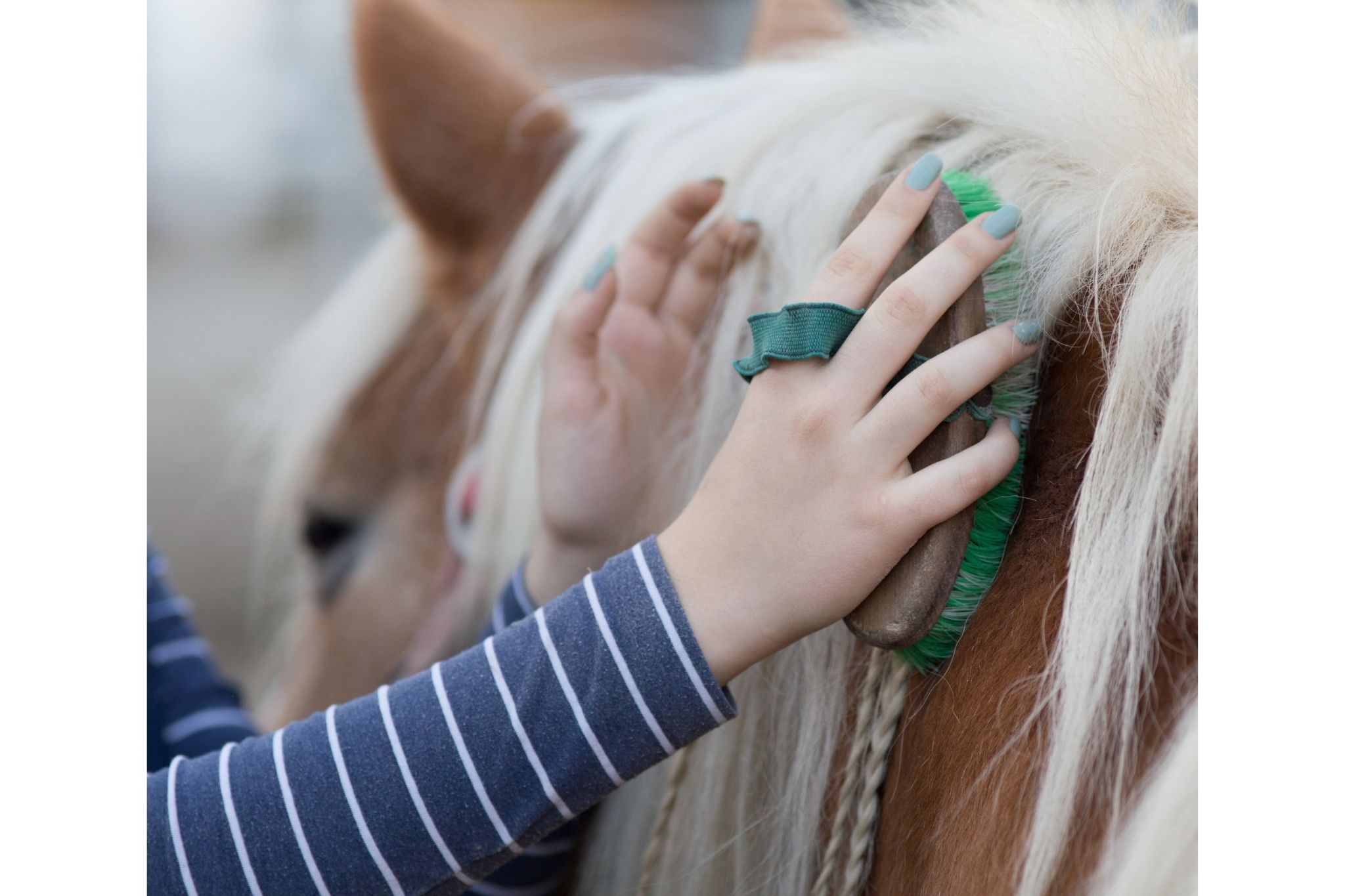 Everything You Need for a Horse in ONE Simple List